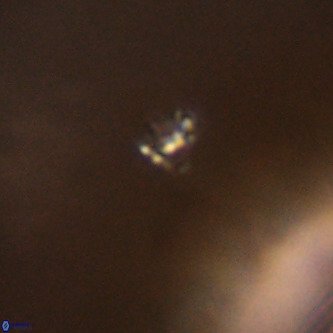 Didimospyrgos inciae VR 00286