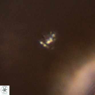 Didimospyrgos inciae VR 00286