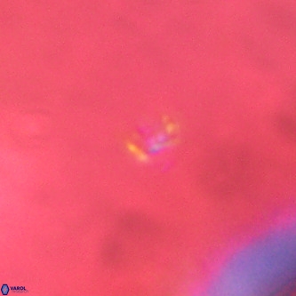 Didimospyrgos inciae VR 00287