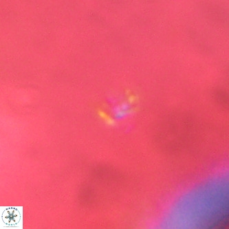 Didimospyrgos inciae VR 00287