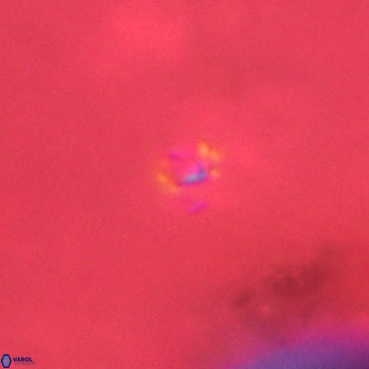 Didimospyrgos inciae VR 00288