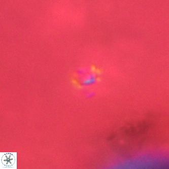 Didimospyrgos inciae VR 00288