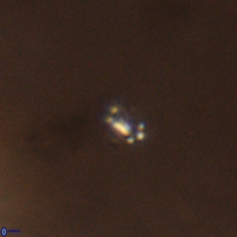 Didimospyrgos inciae VR 00289