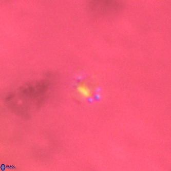 Didimospyrgos inciae VR 00290