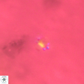 Didimospyrgos inciae VR 00290