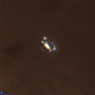 Didimospyrgos inciae VR 00291