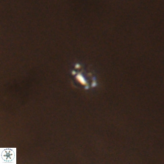 Didimospyrgos inciae VR 00291