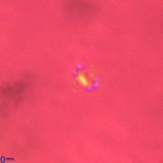 Didimospyrgos inciae VR 00292