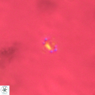Didimospyrgos inciae VR 00292