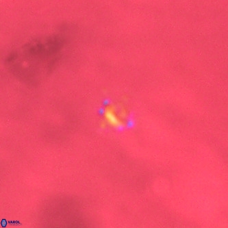 Didimospyrgos inciae VR 00293