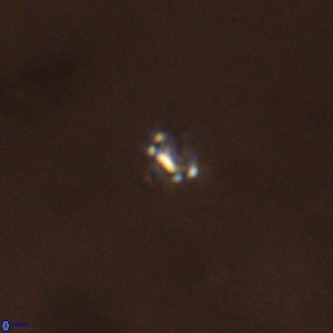 Didimospyrgos inciae VR 00294