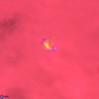Didimospyrgos inciae VR 00295