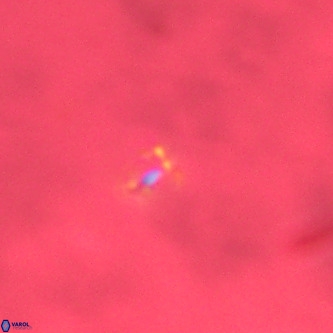 Didimospyrgos inciae VR 00296