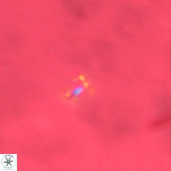 Didimospyrgos inciae VR 00296