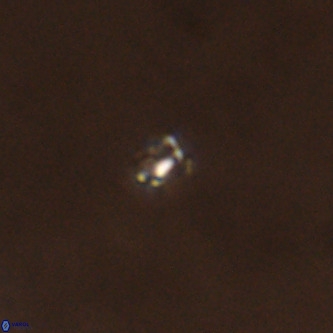Didimospyrgos inciae VR 00297