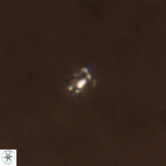 Didimospyrgos inciae VR 00297