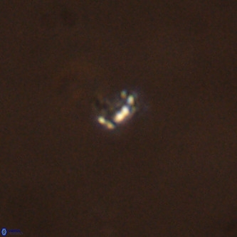 Didimospyrgos inciae VR 00298