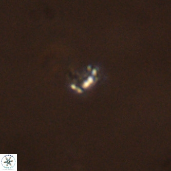 Didimospyrgos inciae VR 00298