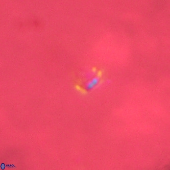 Didimospyrgos inciae VR 00299