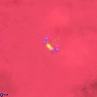 Didimospyrgos inciae VR 00300