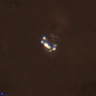 Didimospyrgos inciae VR 00301