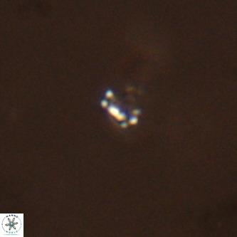 Didimospyrgos inciae VR 00301