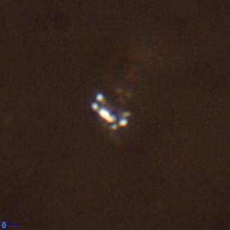 Didimospyrgos inciae VR 00302