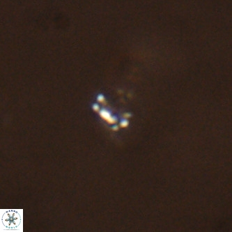 Didimospyrgos inciae VR 00302