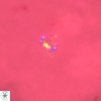 Didimospyrgos inciae VR 00303