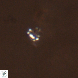 Didimospyrgos inciae VR 00304