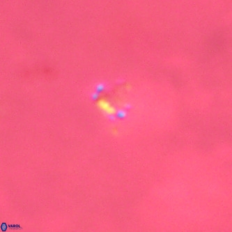 Didimospyrgos inciae VR 00305