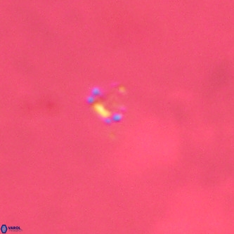 Didimospyrgos inciae VR 00306