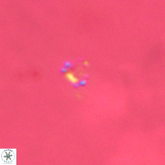 Didimospyrgos inciae VR 00306