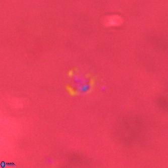 Didimospyrgos inciae VR 00307