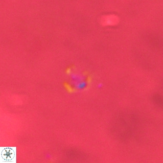 Didimospyrgos inciae VR 00307