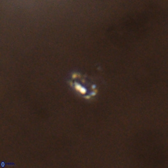 Didimospyrgos inciae VR 00308