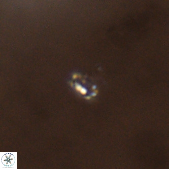Didimospyrgos inciae VR 00308