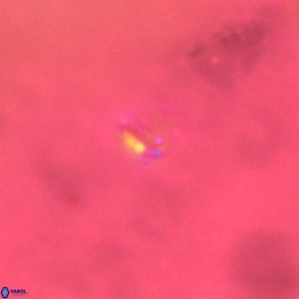 Didimospyrgos inciae VR 00309