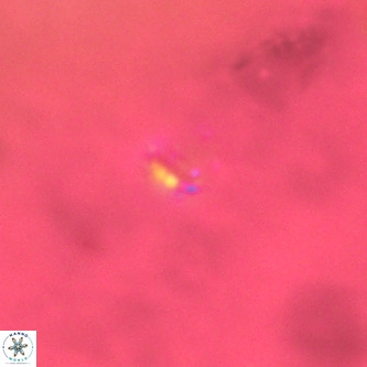 Didimospyrgos inciae VR 00309