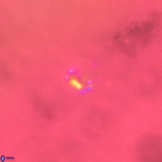 Didimospyrgos inciae VR 00310