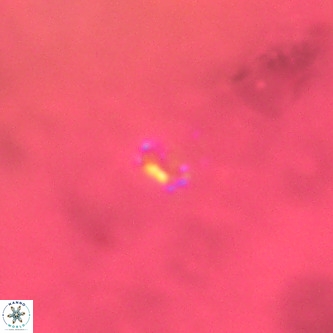 Didimospyrgos inciae VR 00310