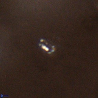 Didimospyrgos inciae VR 00311