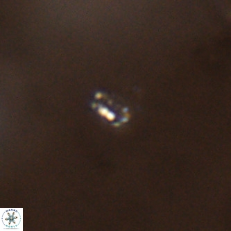 Didimospyrgos inciae VR 00311