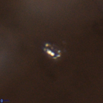 Didimospyrgos inciae VR 00312
