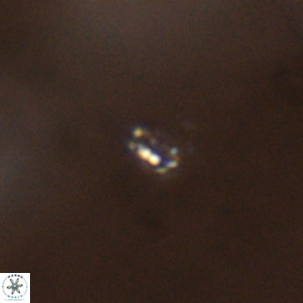 Didimospyrgos inciae VR 00312