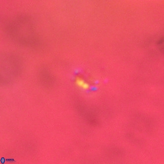 Didimospyrgos inciae VR 00313