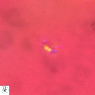 Didimospyrgos inciae VR 00313