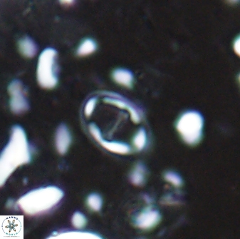 Diploteichus caliginosus 07640