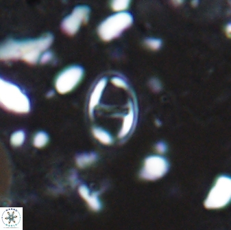 Diploteichus caliginosus 07642