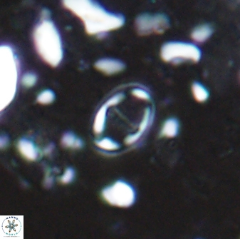 Diploteichus caliginosus 07644